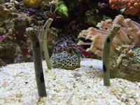 125 Unterwasserzoo in der Dubai Mall