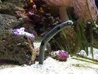 126 Unterwasserzoo in der Dubai Mall