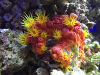 127 Unterwasserzoo in der Dubai Mall