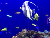 129 Unterwasserzoo in der Dubai Mall