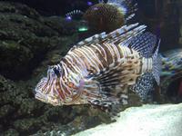 130 Unterwasserzoo in der Dubai Mall