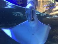 132 Unterwasserzoo in der Dubai Mall