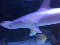 133 Unterwasserzoo in der Dubai Mall