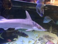 134 Unterwasserzoo in der Dubai Mall