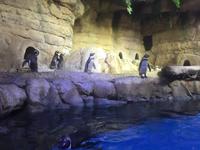 138 Unterwasserzoo in der Dubai Mall