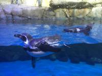 139 Unterwasserzoo in der Dubai Mall