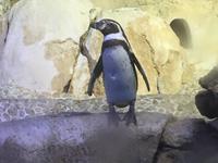 140 Unterwasserzoo in der Dubai Mall