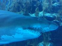 144 Aquarium in der Dubai Mall