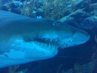 146 Aquarium in der Dubai Mall