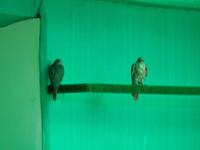 215 Falkenklinik Abu Dhabi