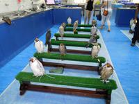 217 Falkenklinik Abu Dhabi