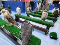 219 Falkenklinik Abu Dhabi