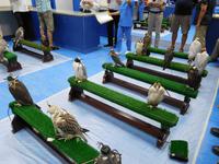 220 Falkenklinik Abu Dhabi