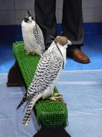 221 Falkenklinik Abu Dhabi