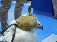 222 Falkenklinik Abu Dhabi