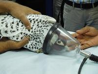 224 Falkenklinik Abu Dhabi