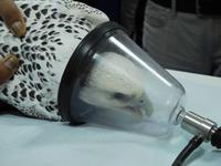 225 Falkenklinik Abu Dhabi