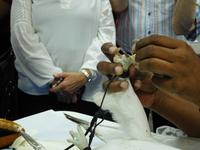 228 Falkenklinik Abu Dhabi