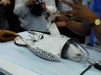 230 Falkenklinik Abu Dhabi