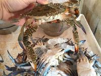 314 Fischmarkt Sharjah