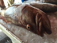 315 Fischmarkt Sharjah