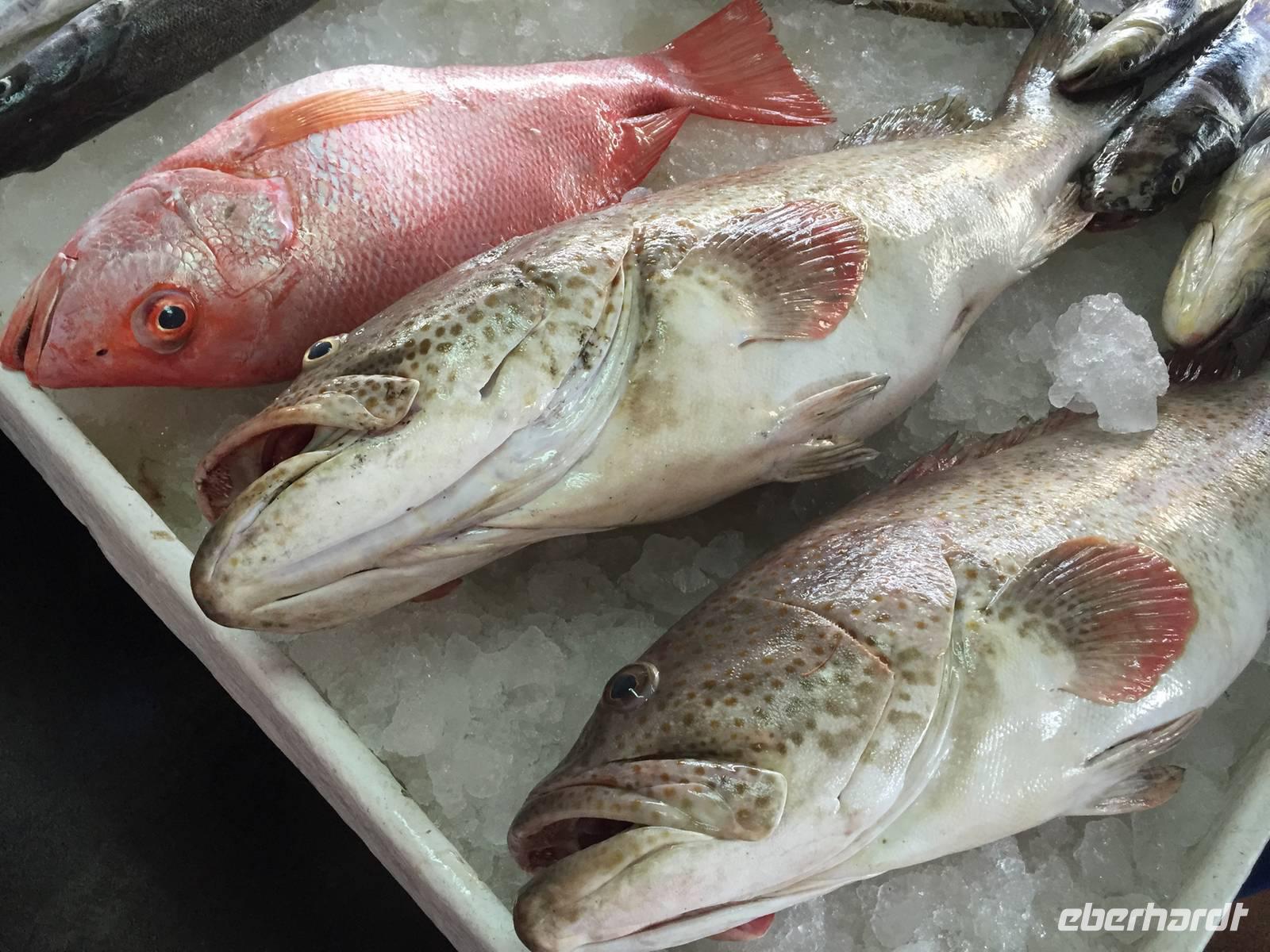 316 Fischmarkt Sharjah