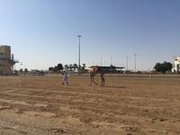 342 Kamelrennstrecke