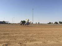 343 Kamelrennstrecke