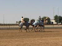 344 Kamelrennstrecke