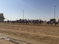 345 Kamelrennstrecke