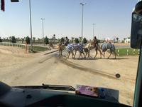 347 Kamelrennstrecke