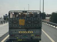 349 Kamelrennstrecke