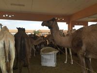 375 Kamelmarkt Al Ain