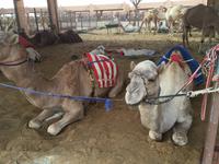 376 Kamelmarkt Al Ain