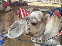 377 Kamelmarkt Al Ain