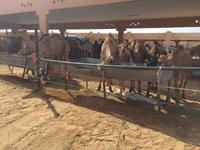 381 Kamelmarkt Al Ain