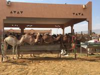 385 Kamelmarkt Al Ain