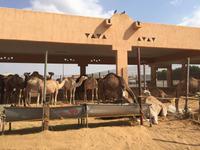 387 Kamelmarkt Al Ain