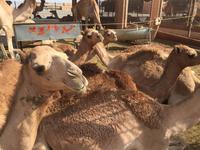 389 Kamelmarkt Al Ain