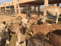 390 Kamelmarkt Al Ain