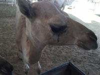 394 Kamelmarkt Al Ain