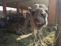 395 Kamelmarkt Al Ain