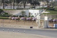 Kamelrennstrecke (2)