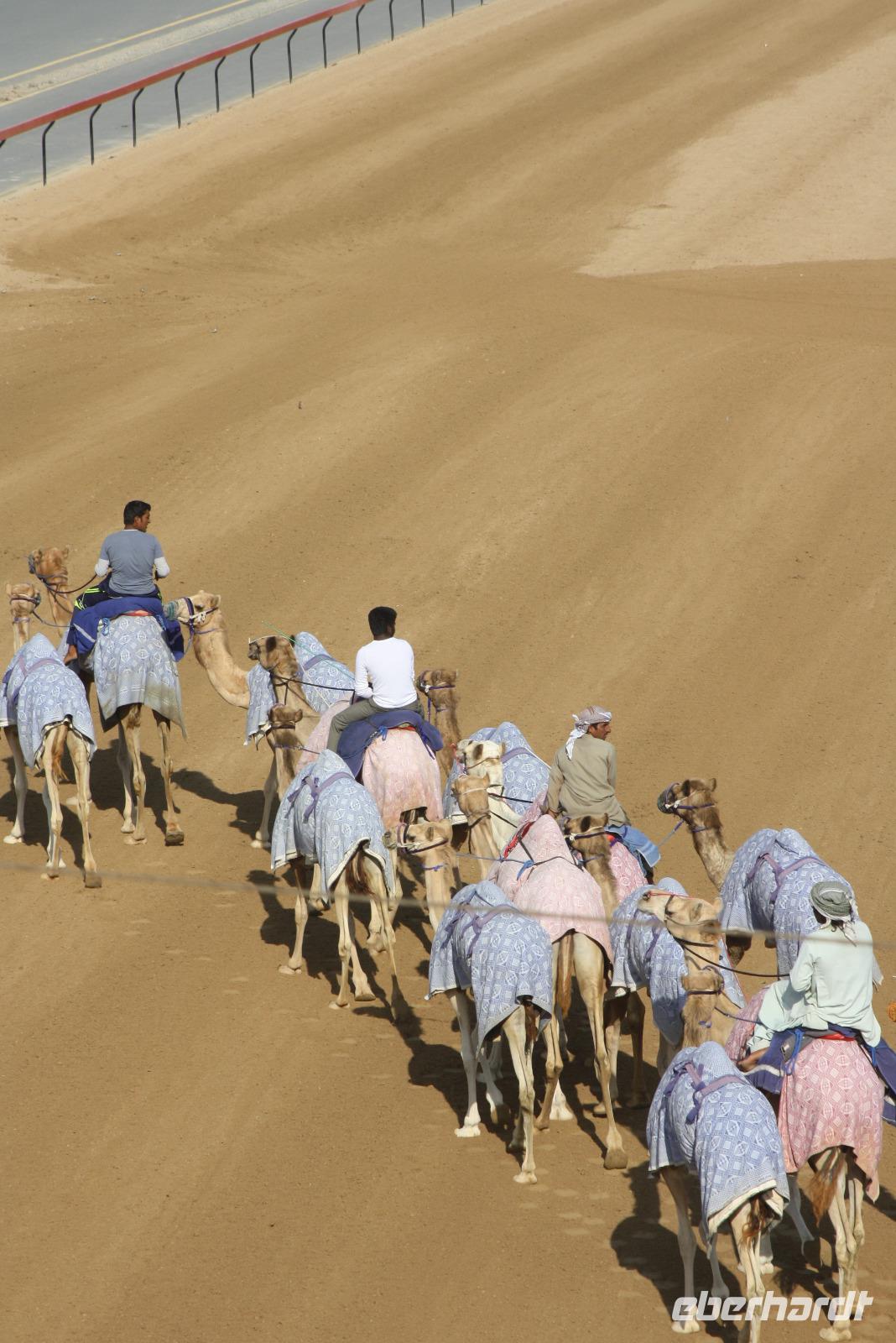 Kamelrennstrecke (6)