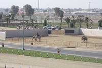 Kamelrennstrecke (8)