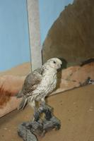 Nationamuseum Al AIn