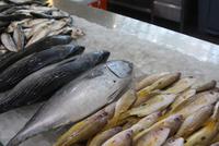 Sharjah Fischmarkt (2)