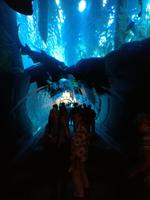 Aquarium Dubai Mall