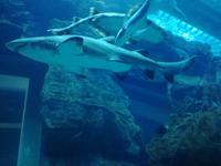Aquarium Dubai Mall