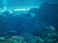 Aquarium Dubai Mall